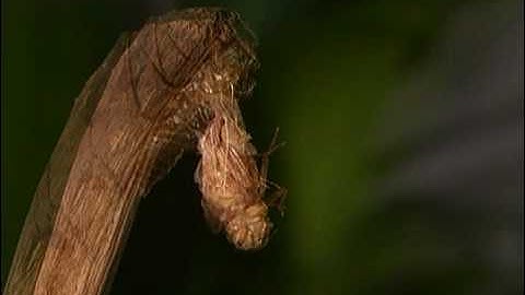 Dragonfly life cycle