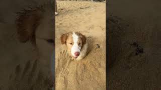 Puppy Sphinx's Playful Days: A Must-Watch for Pet Lovers