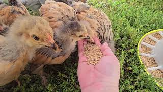 Baby chickens are experiencing the grass for the first time.