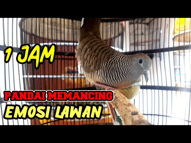 1jam - perkutut lokal GACOR ngerot ngoar suara pancingan ampuh agar cepat bunyi class=