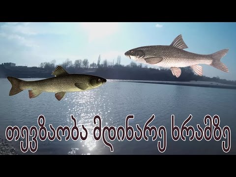ვიდეო: როგორ ვითამაშოთ რუსული თევზაობა