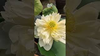 #lotus #yellowflower #viral#youtubeshorts #trending #yellow prior pink