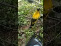 suara burung kepodang lombok