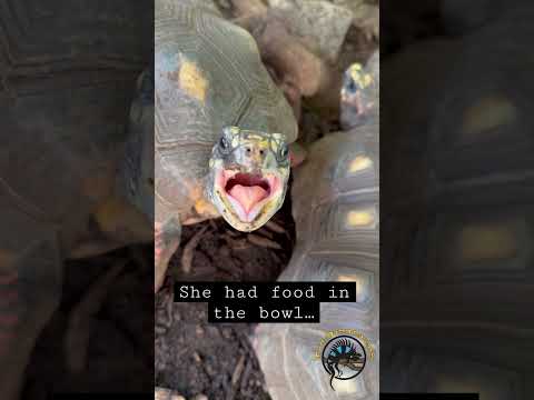 Video: Pet Box kilpkonnade nõuetekohane eluase ja hooldus