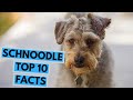 Schnoodle - TOP 10 Interesting Facts