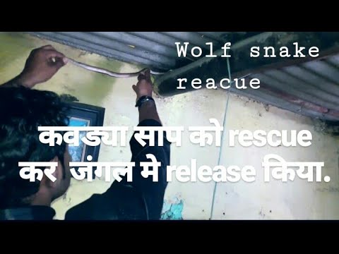 camera iphone 8 plus apk Common wolf snake rescue