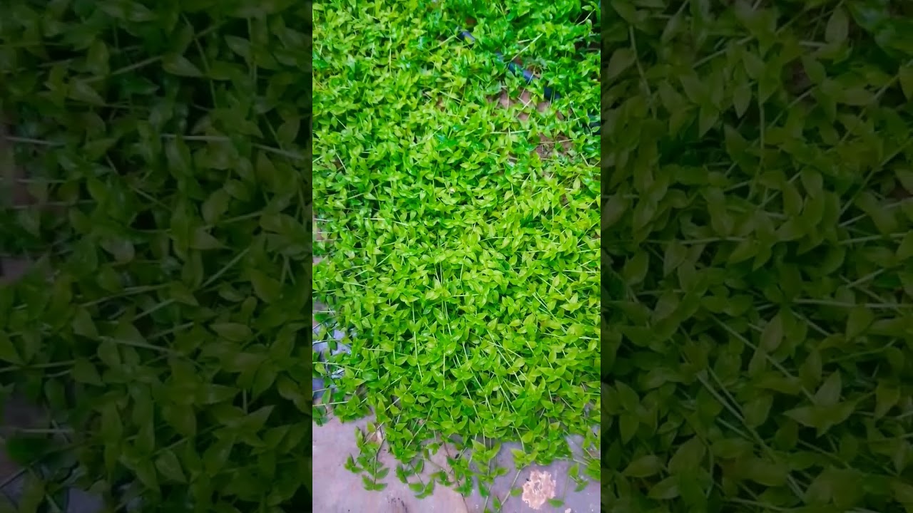 turtle vine as ground cover 