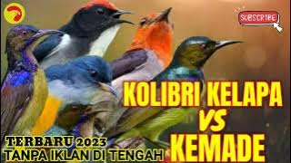 suara pikat kemade vs kolibri kelapa paling jitu