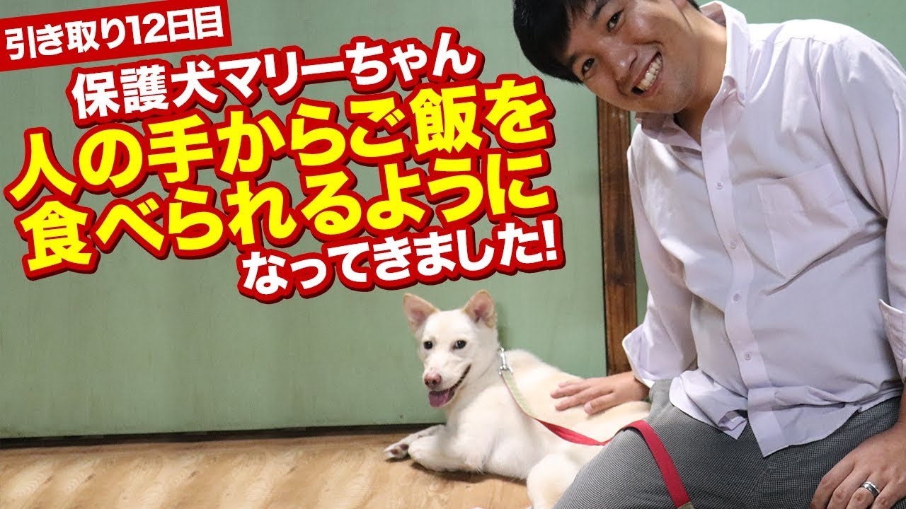 保護犬マリーちゃんの成長日記 ご飯も人の手から食べられるようになってきました Youtube