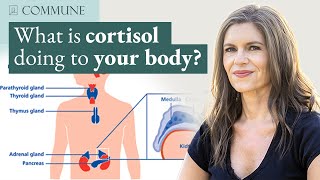 Trauma's Toll: Expert Breaks Down Cortisol's Influence on Health