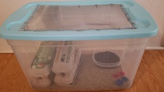 How to make a cricket farm at home DIY