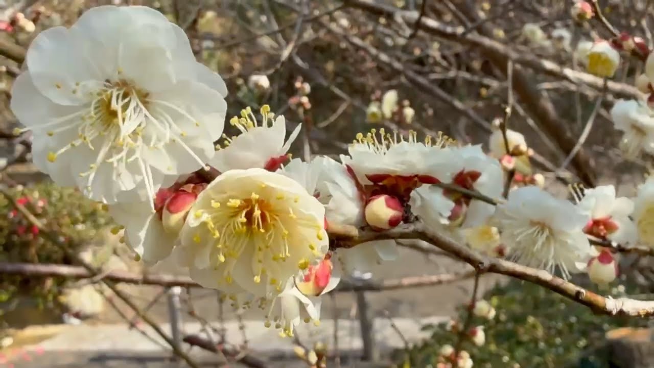 2025/01/31 紅梅が開花した御荘湾を望む松軒山公園で四分咲きになった