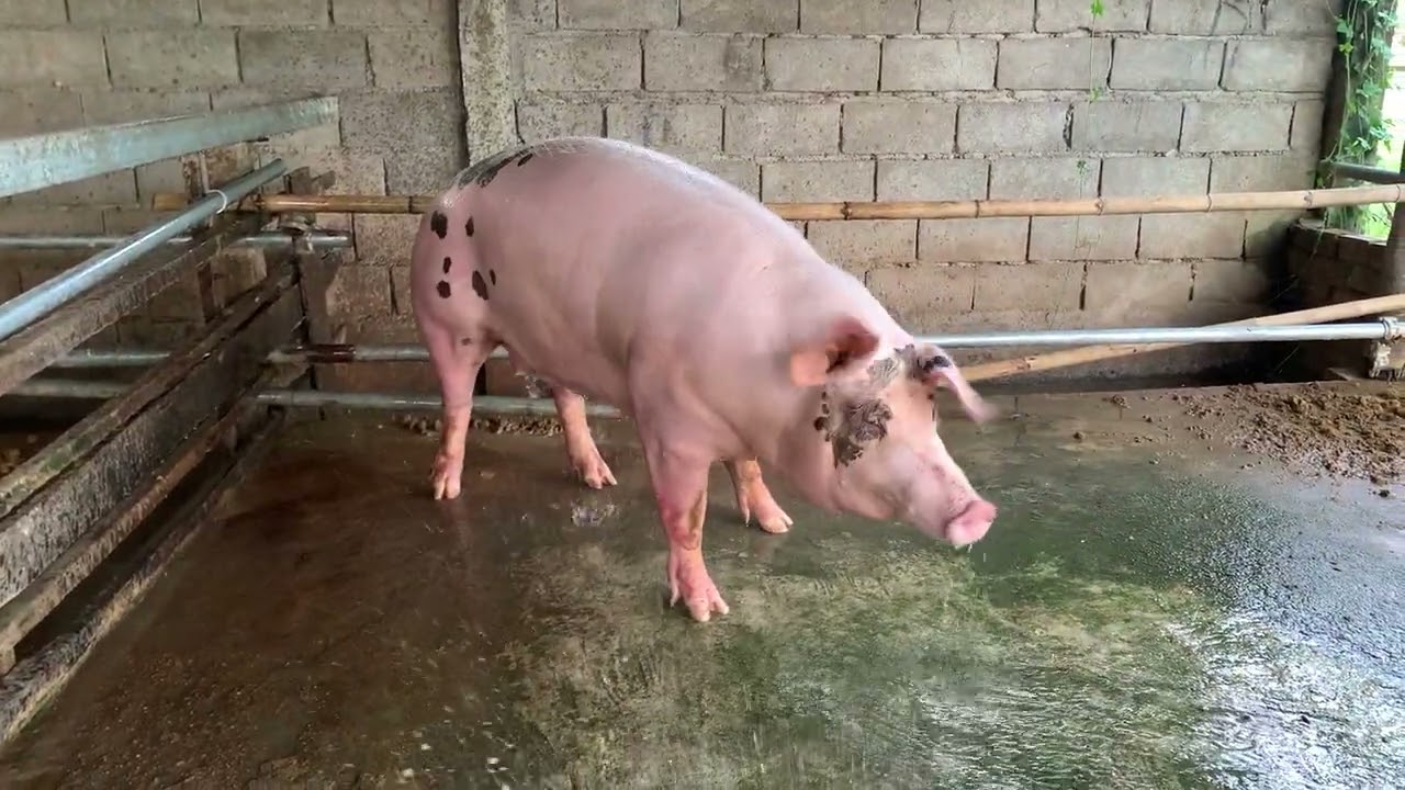 Very Good Pig Farming For Beginner - Washing Mama Pig 