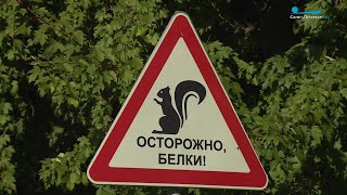 Необычные дорожные знаки Петербурга