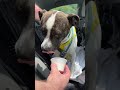 Kane enjoys a pup cup