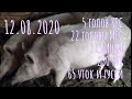 11.08.2020 Просили показать сено и свиней.