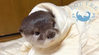 Otter Living in Bed?