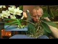 Phalaenopsis Wurzelschnitt der Orchidee
