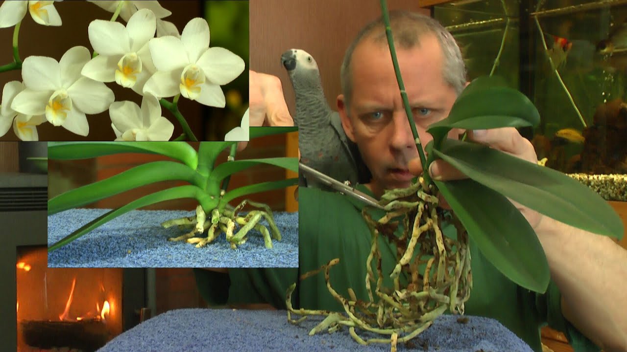 Phalaenopsis Wurzelschnitt der Orchidee YouTube