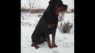 Защита лап собаки в зимнее время