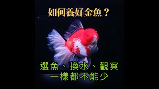 『金魚系列』金魚怎麼養宏躍水族小陳哥,教大家如何飼養嬌貴又可愛的金魚,該如何換水與飼養上該注意的小細節,選魚、換水、觀察樣樣不能輕忽,讓你的金魚可以養得更健康