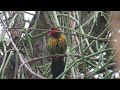 Gorgeous Bush-shrike call