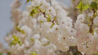 Sakura スキップ Cherry blossom festival Tokyo 東京都 Japan 2018 Zhiyun Crane and EOS 5D MKIV 24-70mm 2.8