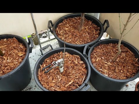 Vidéo: Quenouilles en pot - Comment faire pousser des quenouilles dans des conteneurs