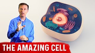 The Human Cell Structure: Parts & Anatomy Of A Cell – Dr. Berg