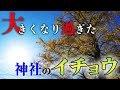 【風宮神社①】神社の横で大きくなり過ぎたイチョウとケヤキの枝降し|隣の民家やアパートには被害も...生かしながら伐る【特殊伐採】