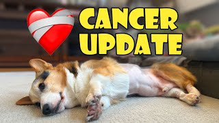 My Corgi's Cancer Surgery ❤️‍🩹 || Life After College: Ep. 752 by VlogAfterCollege 119,440 views 1 year ago 10 minutes, 1 second