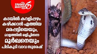 കടയിൽ കദളിപ്പഴം കഴിക്കാൻ എത്തിയ മരപ്പട്ടിയെയും, മൂർഖനെയും പിടികൂടി വാവ സുരേഷ് | Snakemaster EP 960