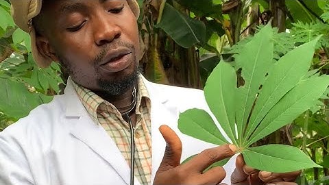 One of the health benefits of cassava leaf. Pls watch and share #Highlight #educational #passion