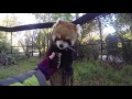 A Zookeeper&#39;s View of Breakfast with a Red Panda