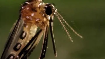 Quelle est la durée de vie maximale d'un moustique ?