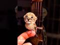 Lion and sparrow wonderful #sora #funny #funnyanimal #foryou #soralife #lion #cute