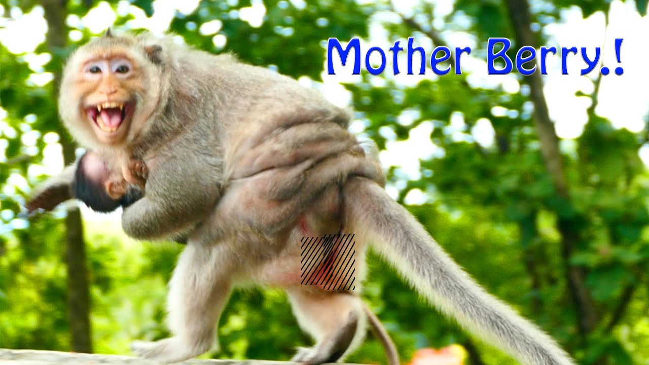 Wow..! Old Monkey Berry Often Runs And Calls Her Troop