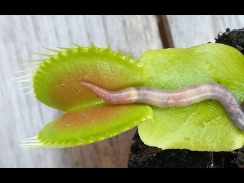 WORM CRUSHED BY VENUS FLYTRAP