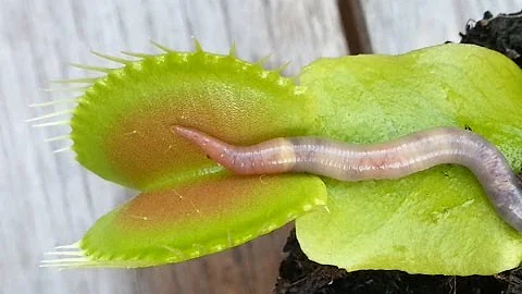 WORM CRUSHED BY VENUS FLYTRAP - DayDayNews