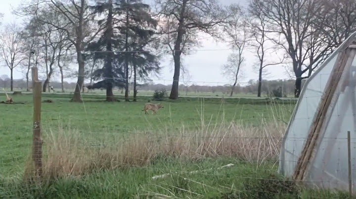Wolf trifft auf Herdenschutzhunde !!!