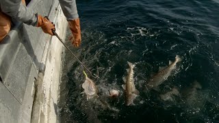 A Nice Stringer! - Jigging Cod in Alaska