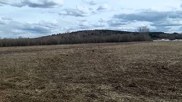 Retriever Marking: Focus