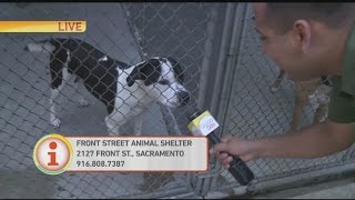 Free Pet Adoptions