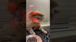 DJ Cat ))