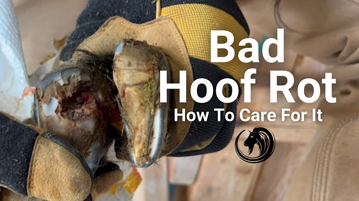 Bad Hoof Rot and How To Care For It
