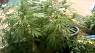 Flowering indica and sativa