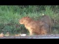 CAPIVARA no cio, (HYDROCHOERUS HYDROCHAERIS), CAPYBARA, NA TRILHA DO PORCO-CAPIVARA.