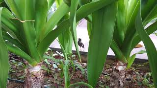 Javan Mynah Bird Singing at ITE College Central