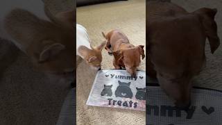 Dog Treat Bag with Artspira
