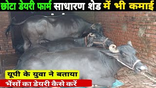 भैंसों का छोटा डेयरी कैसे शुरू करें/bhais ka dairy kaise kare/dairy farm varanasi/small dairy up ||